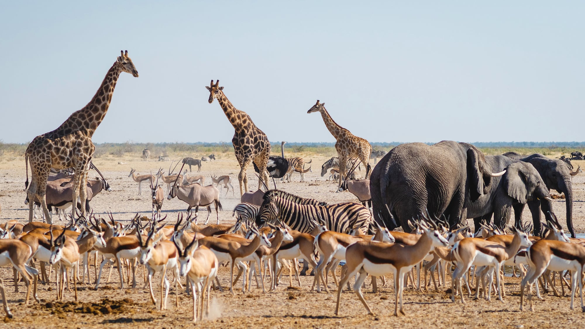 Best Of Etosha