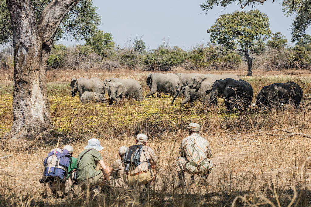 WALKING WITH WILDLIFE