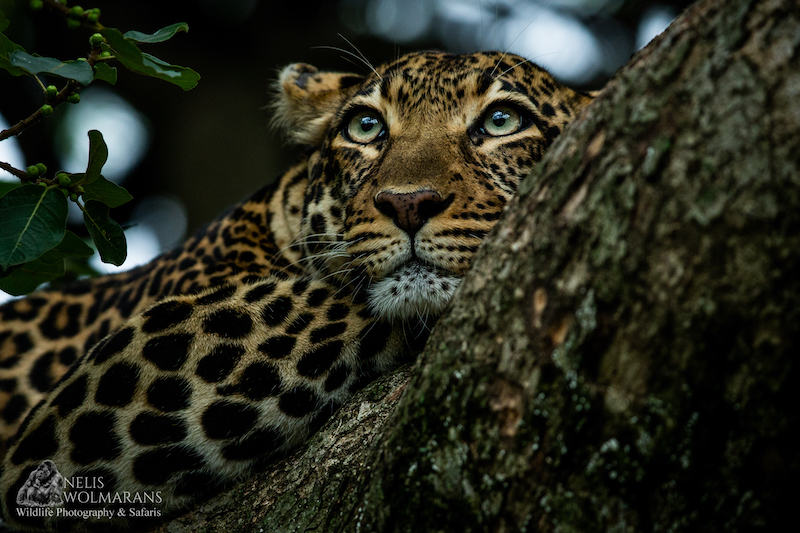 Wildlife photograph by Nelis Wolmarans