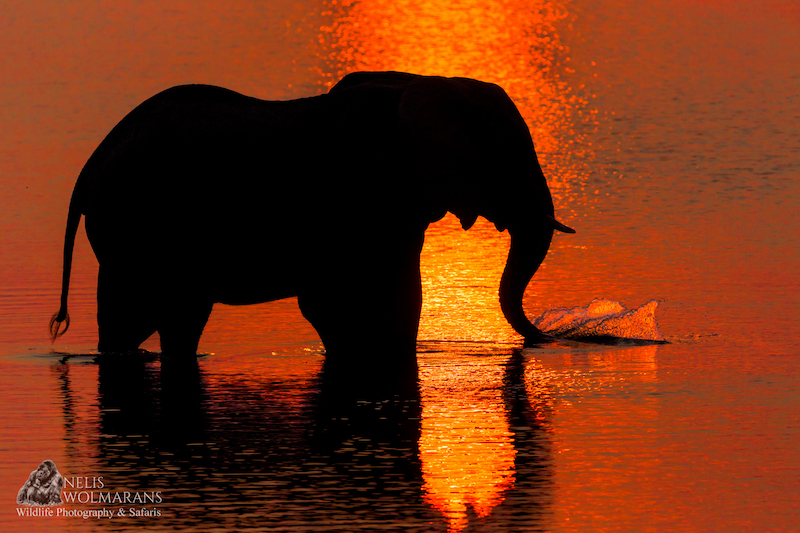 Wildlife photograph by Nelis Wolmarans