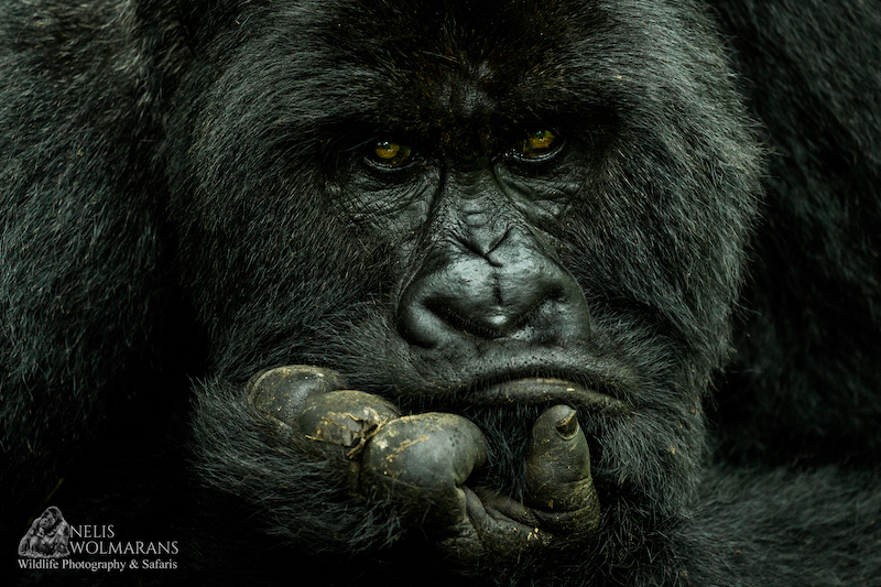 Wildlife photograph by Nelis Wolmarans