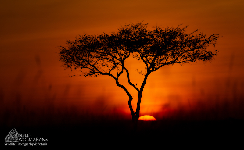 Wildlife photograph by Nelis Wolmarans