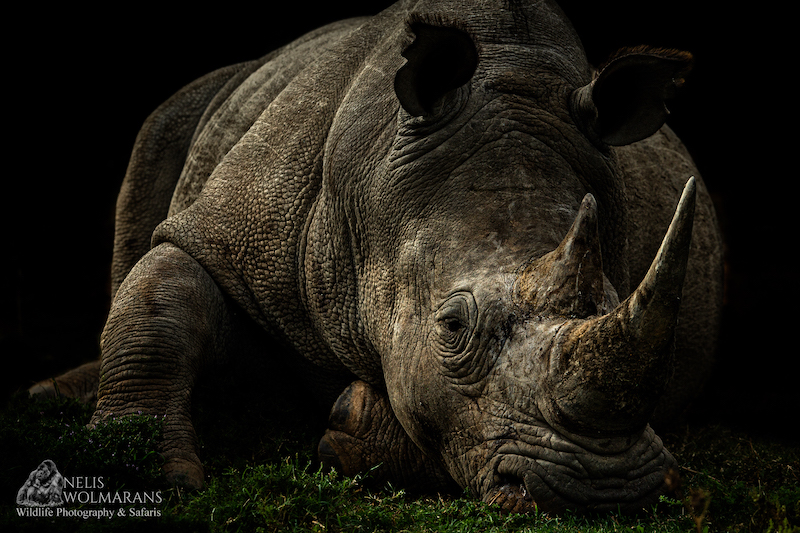 Wildlife photograph by Nelis Wolmarans
