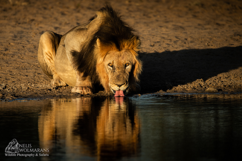 Wildlife photograph by Nelis Wolmarans