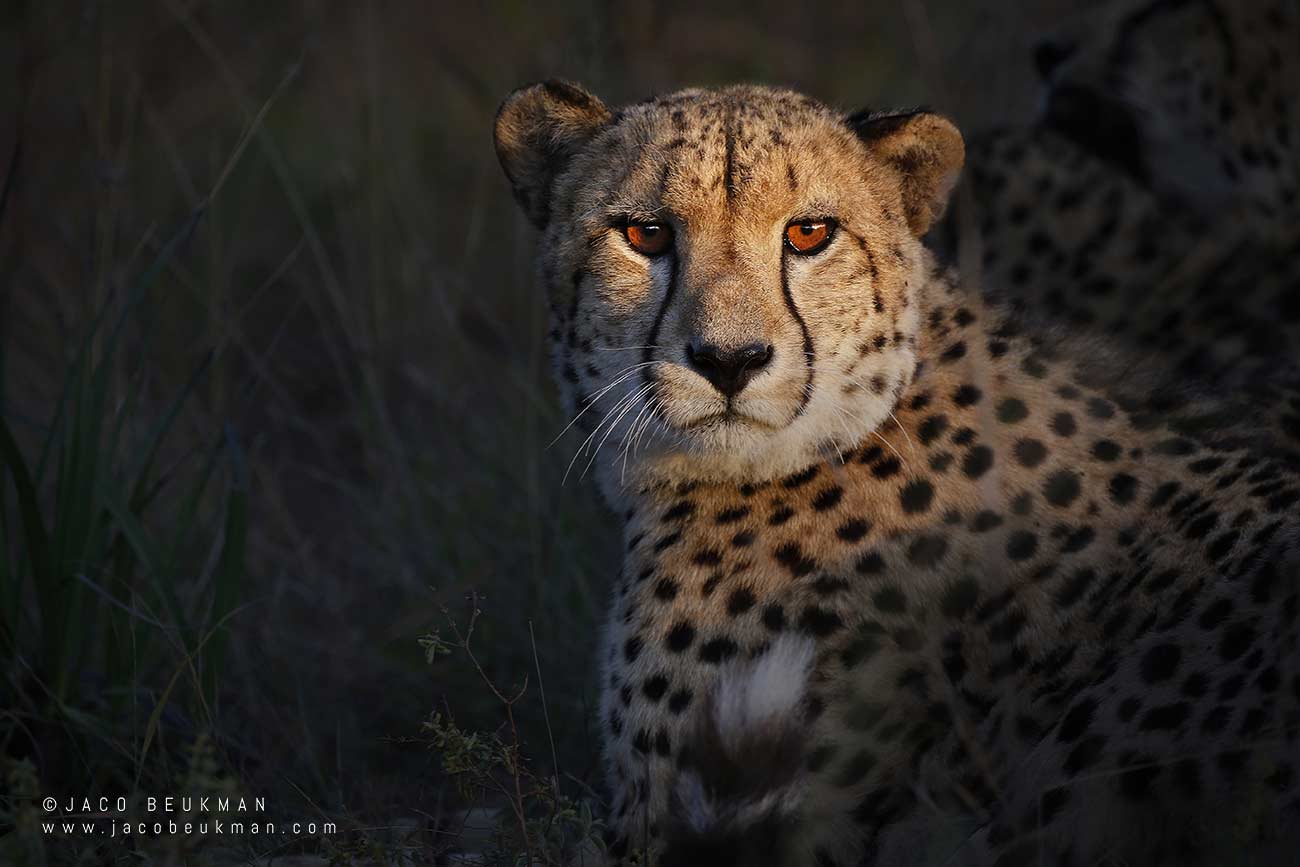 Cheetah in Greater Kruger, photographed by Jaco Beukman
