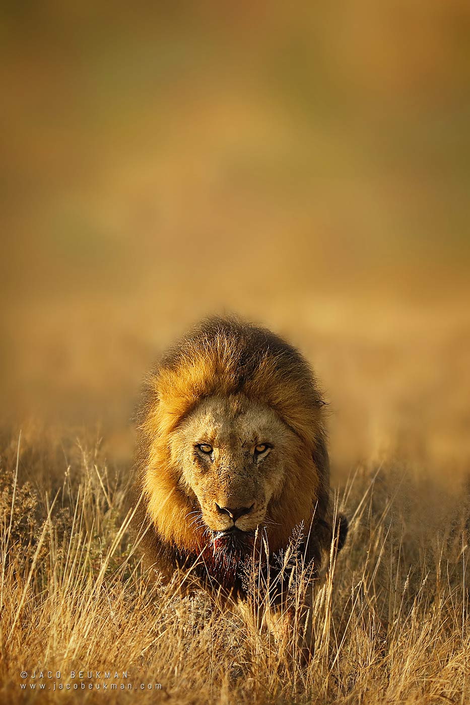 Lion in the Masai Mara, photographed by Jaco Beukman