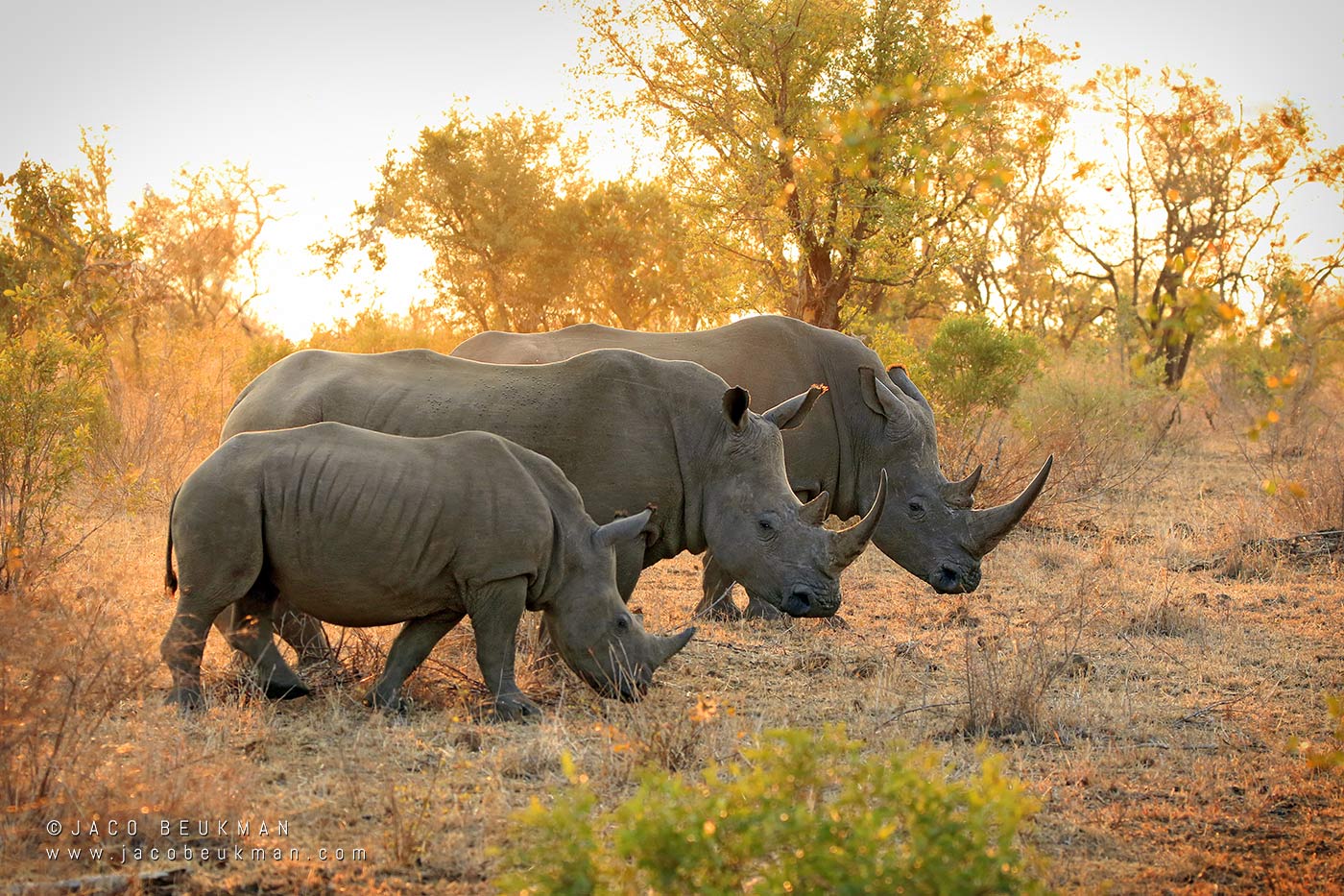 White rhino, photographed by Jaco Beukman