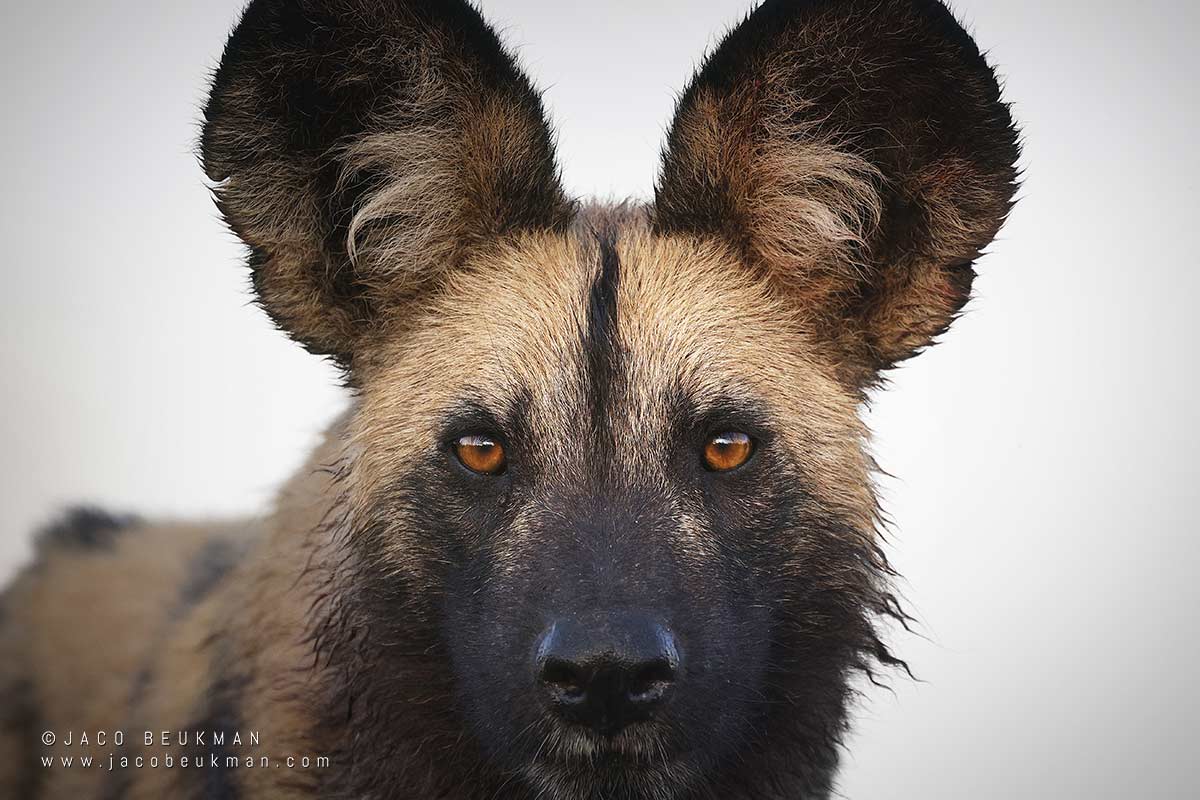 Wild dog in the Okavango Delta, photographed by Jaco Beukman