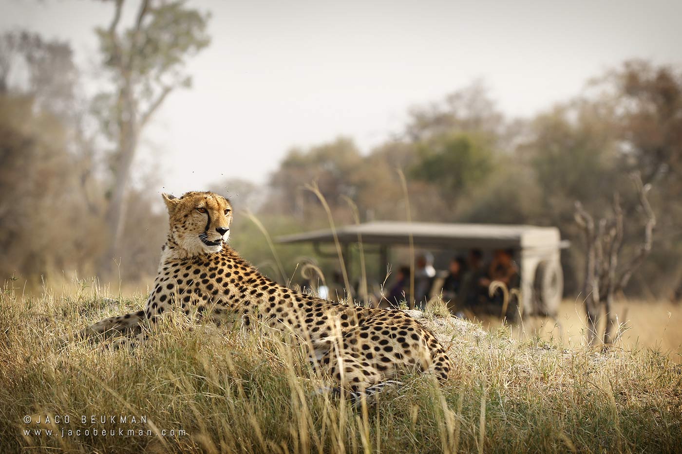 Cheetah on safari, photographed by Jaco Beukman