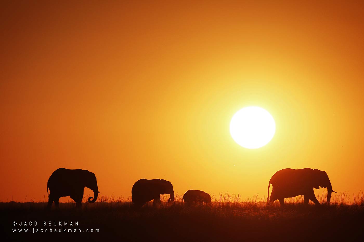 Elephants at sunset in Chobe, photographed by Jaco Beukman