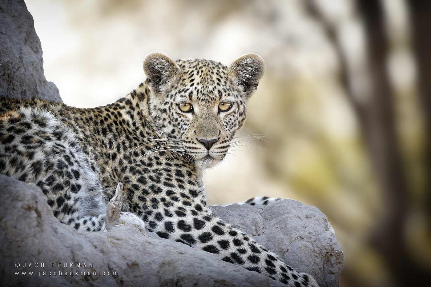 Leopard on a termite mound, photographed by Jaco Beukman
