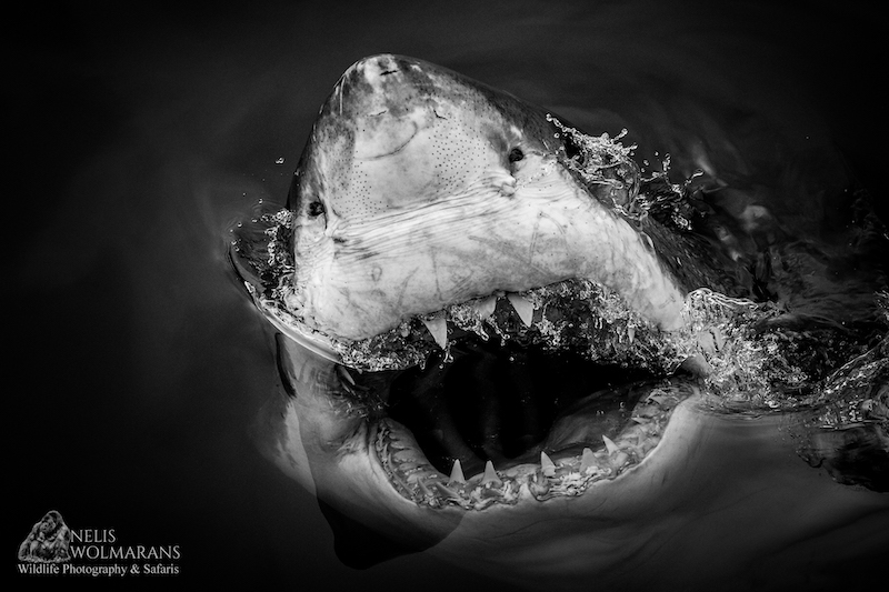 Wildlife photograph by Nelis Wolmarans