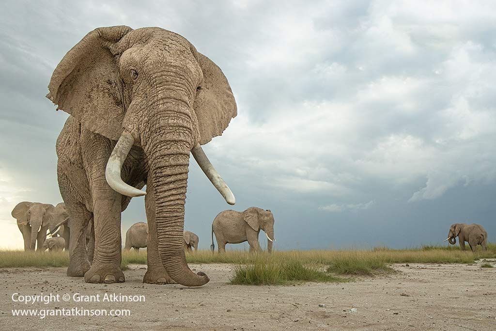 Elephants in Amboseli, photographed by Grant Atkinson