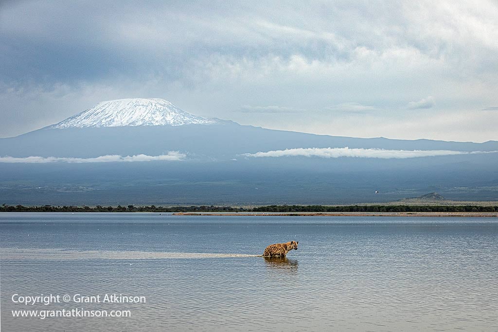Wildlife photograph by Grant Atkinson in Amboseli