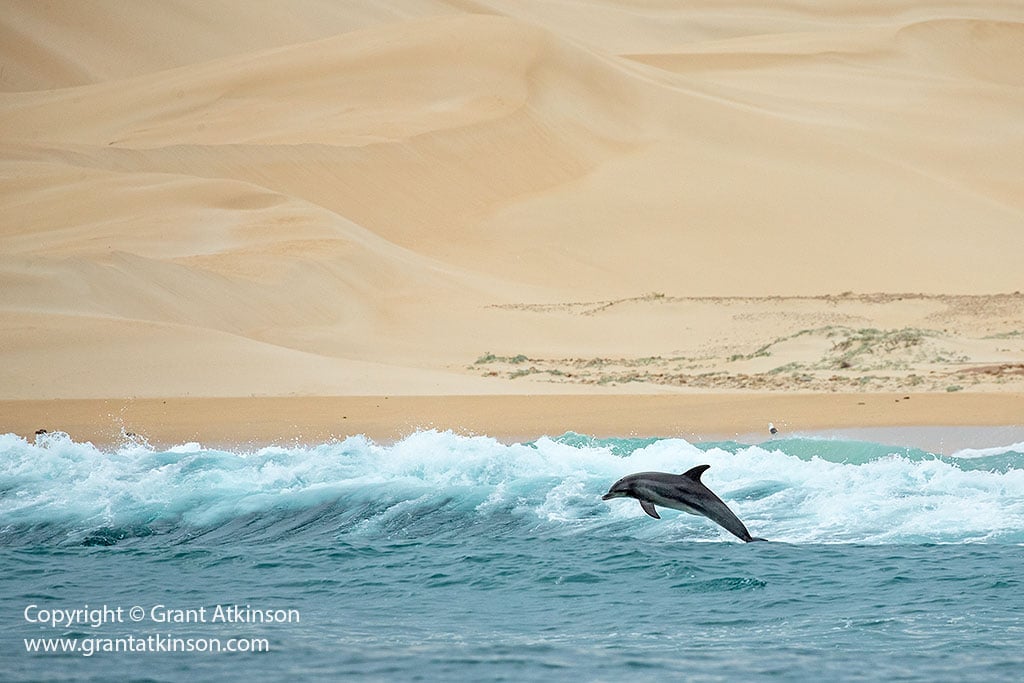Wildlife photograph by Grant Atkinson in the Eastern Cape