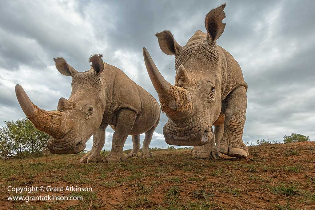 Wildlife photograph by Grant Atkinson in the Eastern Cape