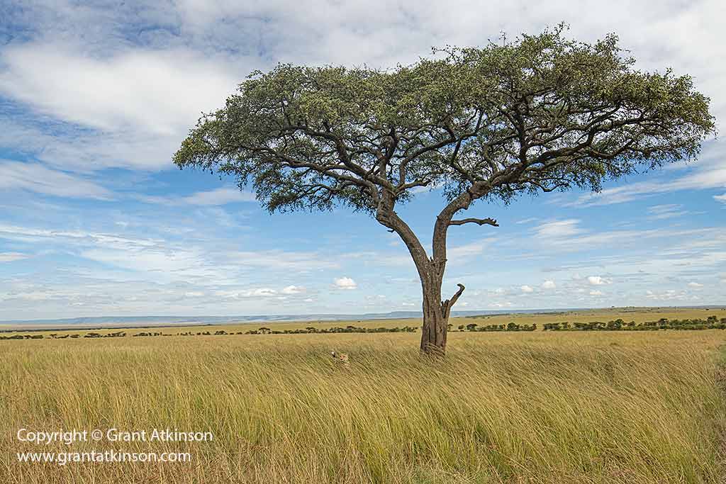 Wildlife photograph by Grant Atkinson at Kicheche