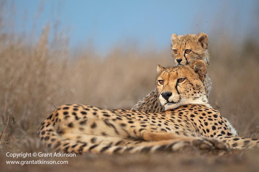 Wildlife photograph by Grant Atkinson at Zimanga