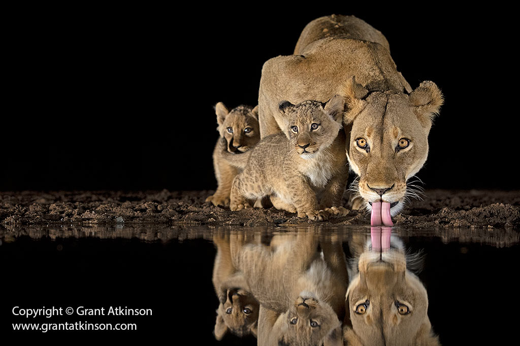 Wildlife photograph by Grant Atkinson at Zimanga