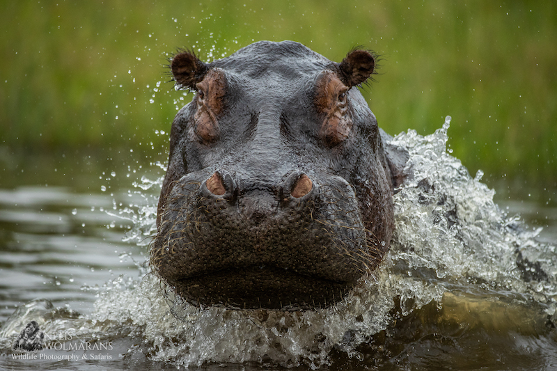 Wildlife photograph by Nelis Wolmarans