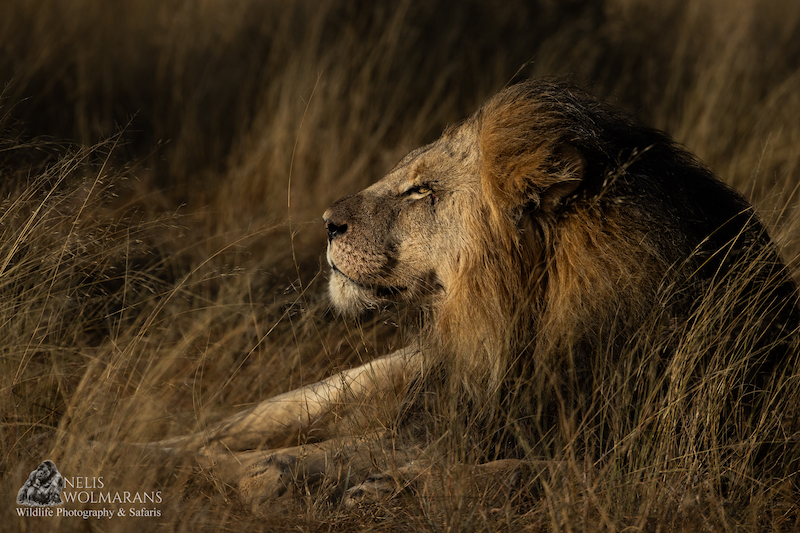 Wildlife photograph by Nelis Wolmarans