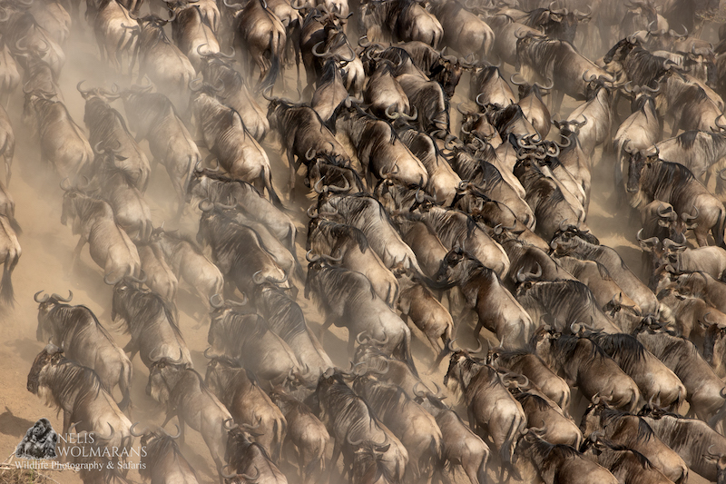 Wildlife photograph by Nelis Wolmarans
