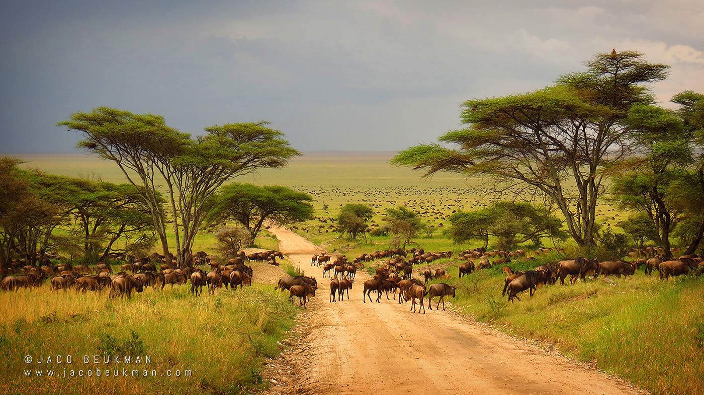 Serengeti plains, photographed by Jaco Beukman