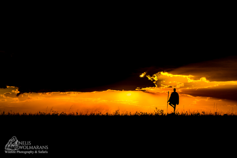 Wildlife photograph by Nelis Wolmarans