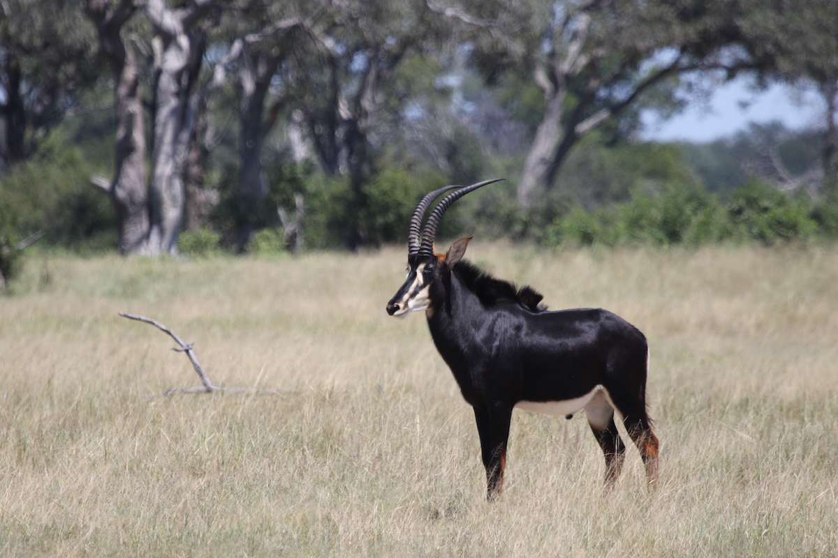 NEHIMBA LODGE