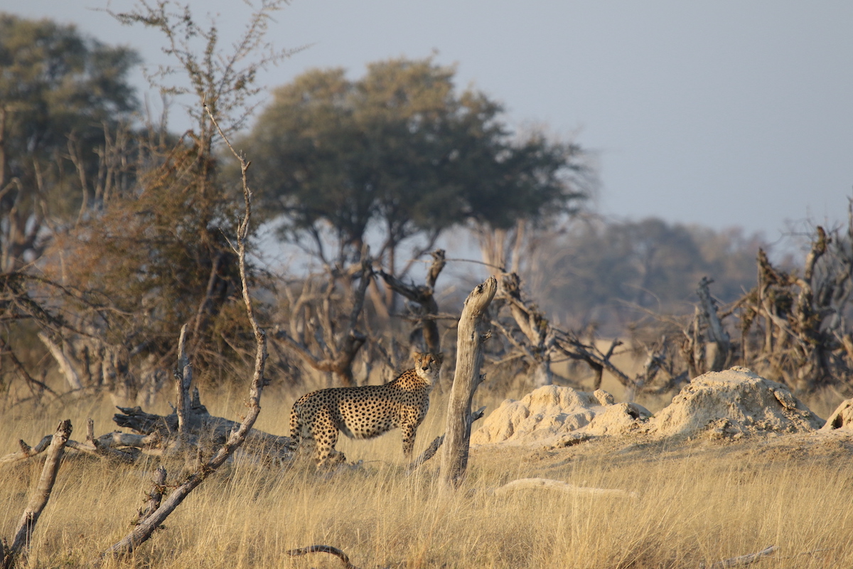 NEHIMBA LODGE