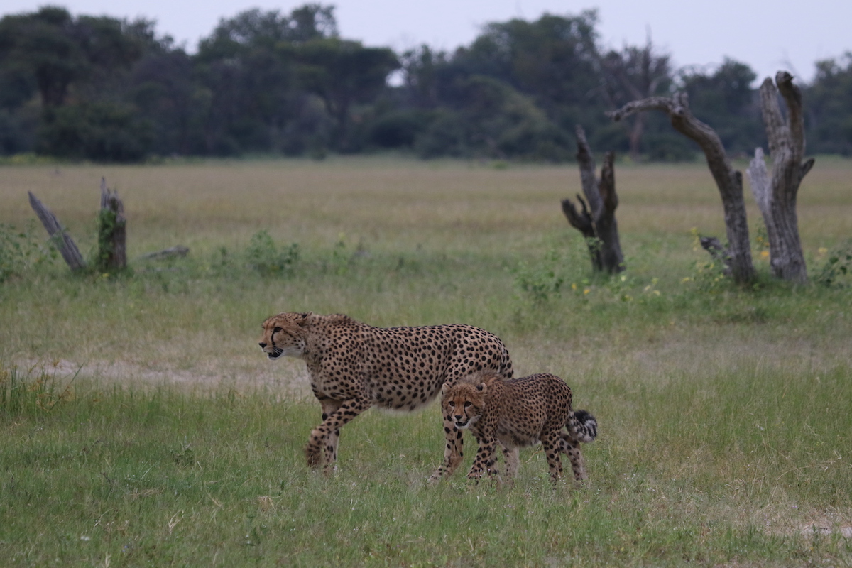 NEHIMBA LODGE