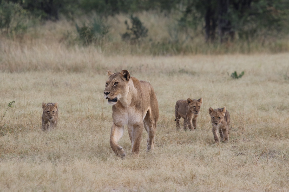NEHIMBA LODGE