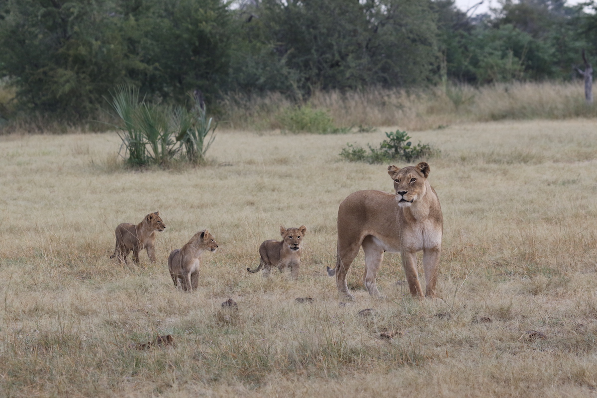 NEHIMBA LODGE