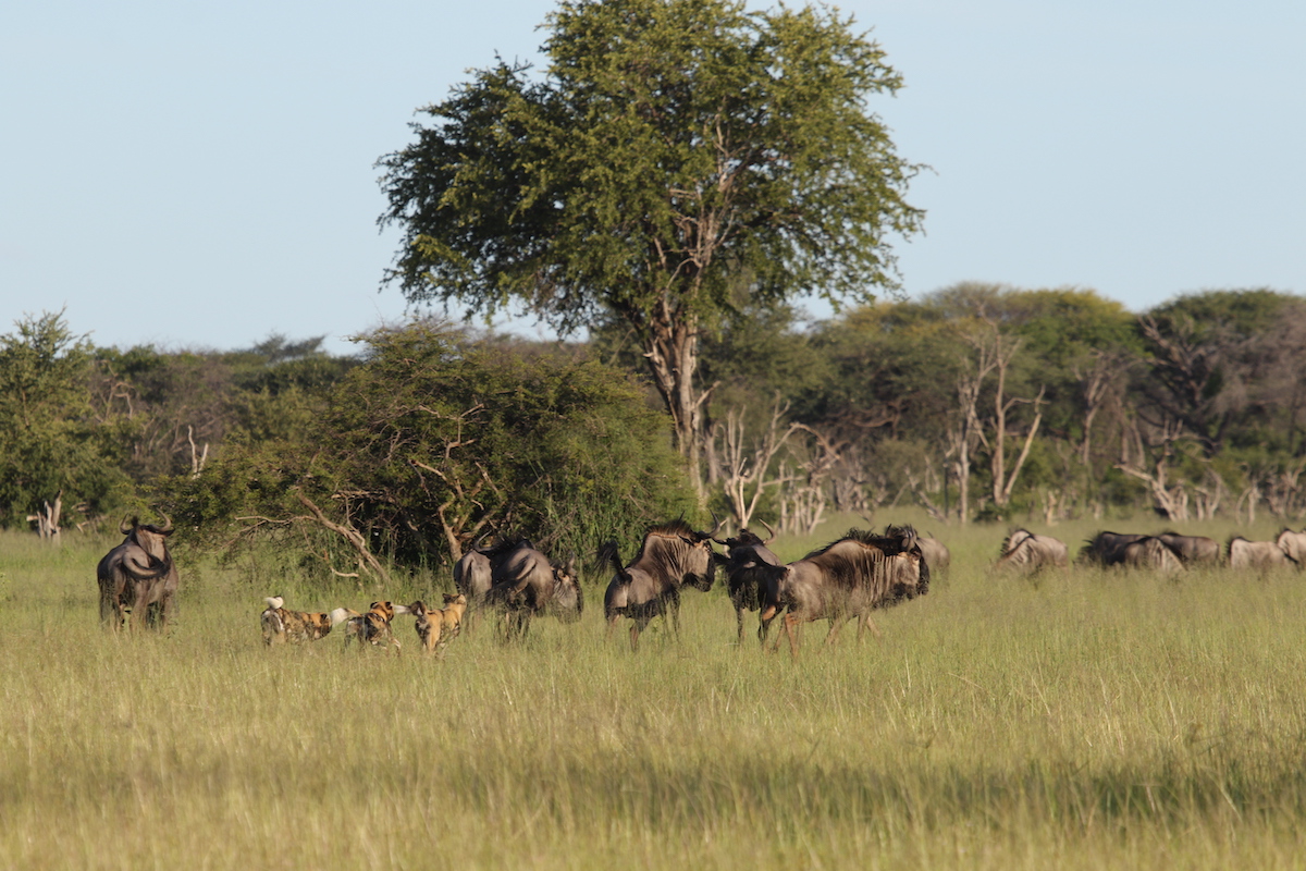 NEHIMBA LODGE