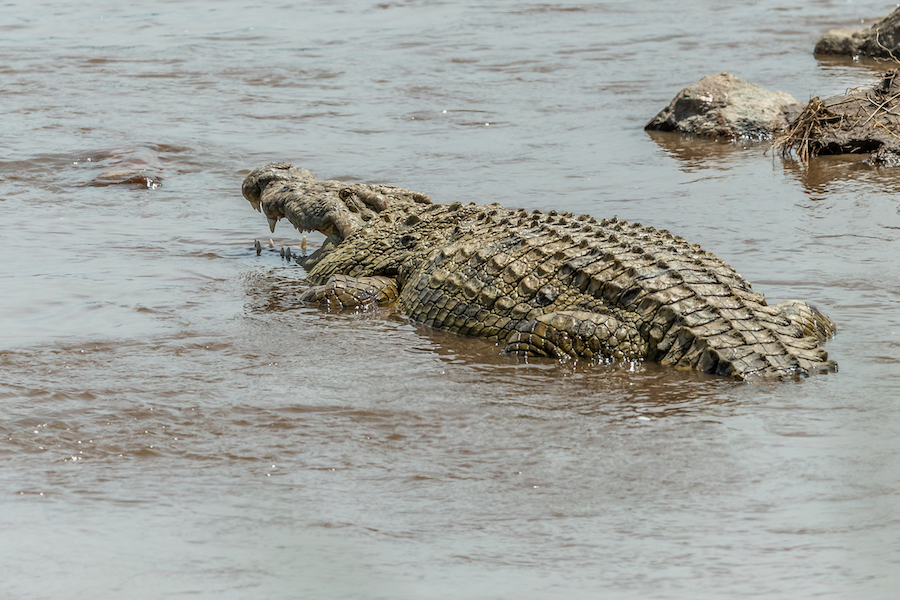 GUIDED DRIVE NORTHERN TANZANIA