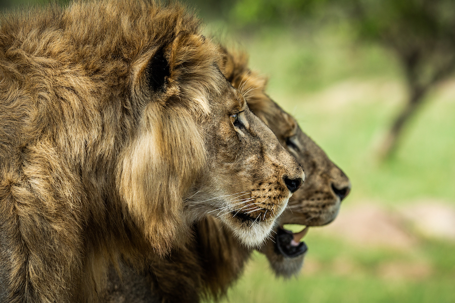 GUIDED DRIVE NORTHERN TANZANIA