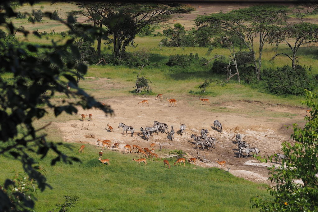 GUIDED DRIVE OF KENYA’S HIGHLIGHTS