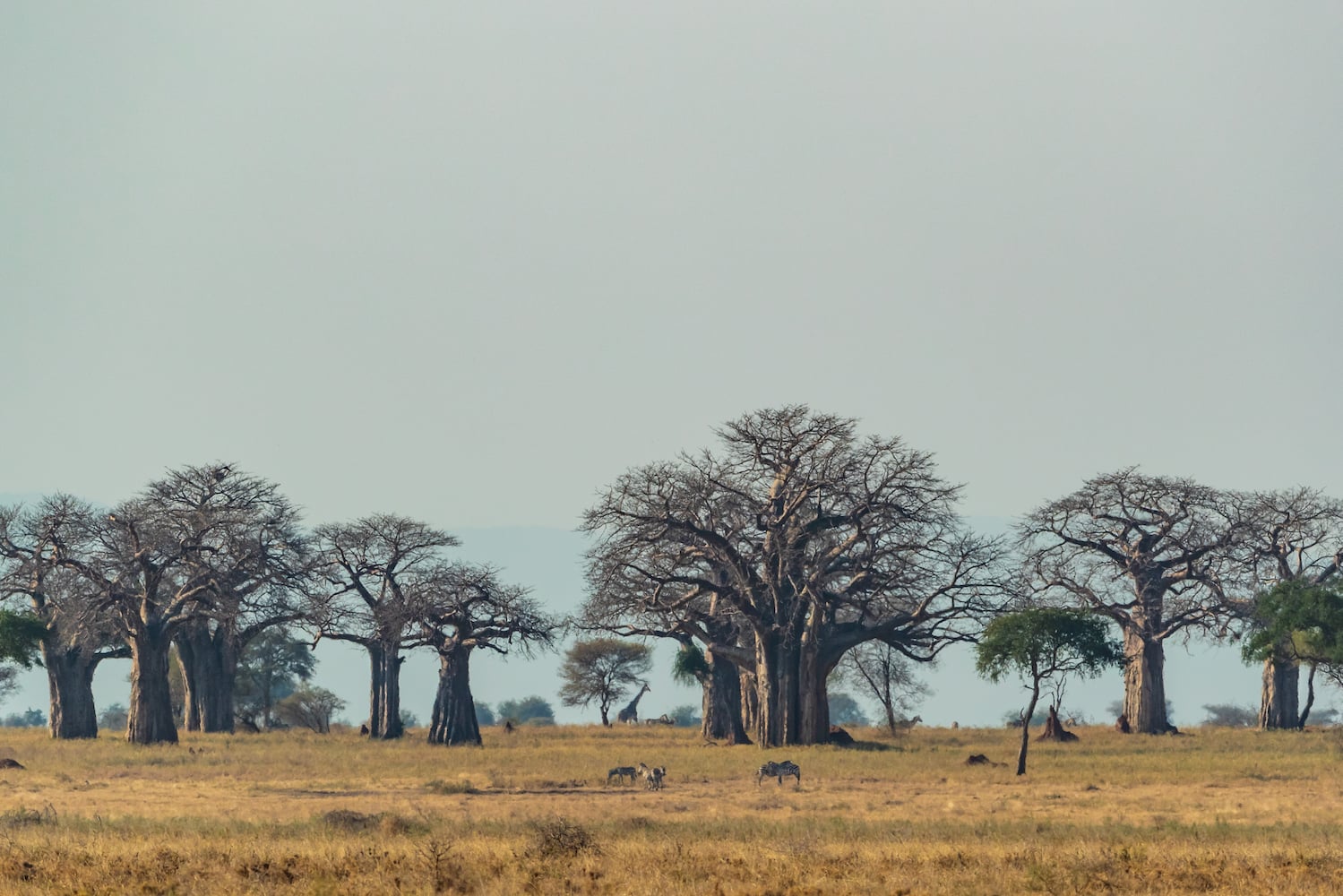Guided Drive Northern Tanzania