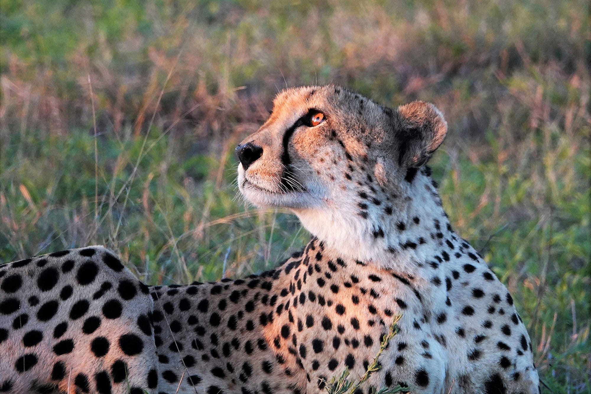 IDUBE GAME LODGE