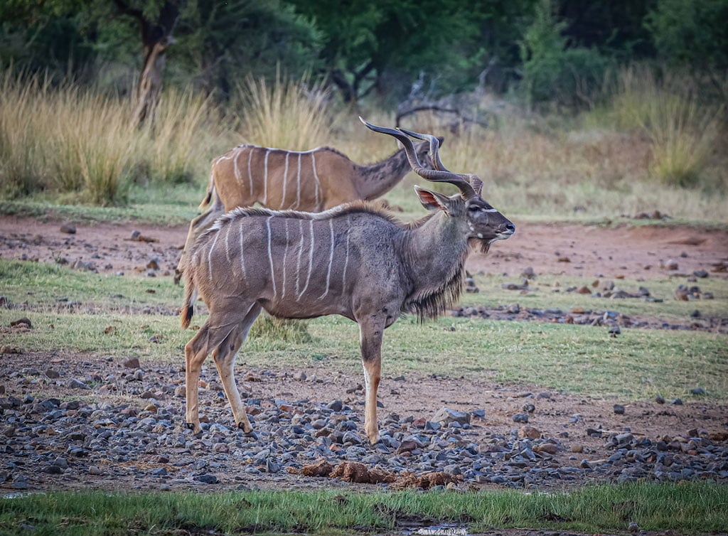 Pilanesberg