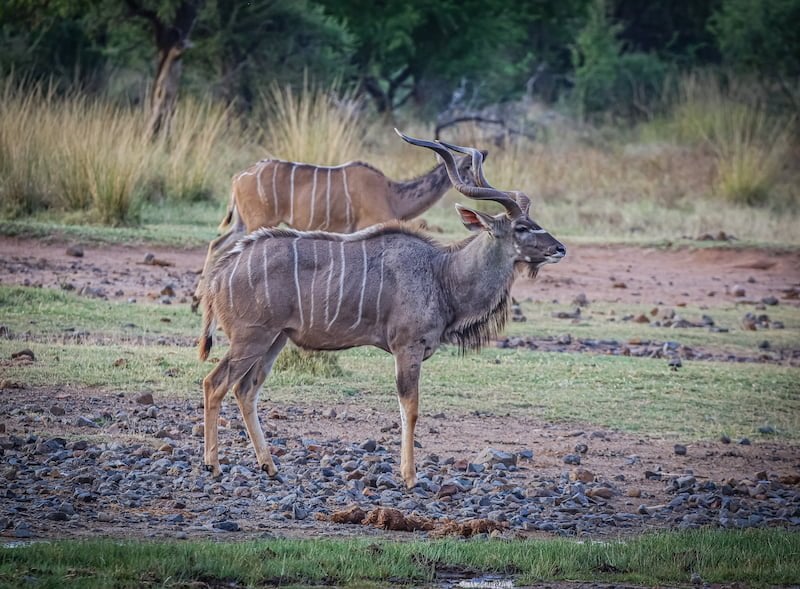 Pilanesberg National Park