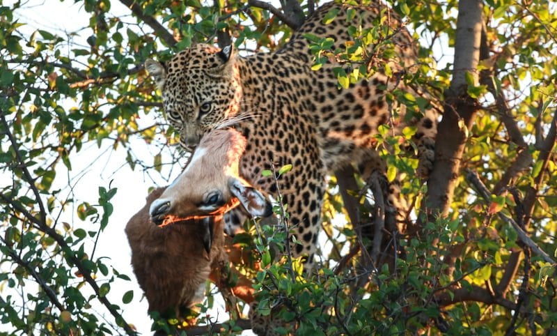 Pilanesberg National Park