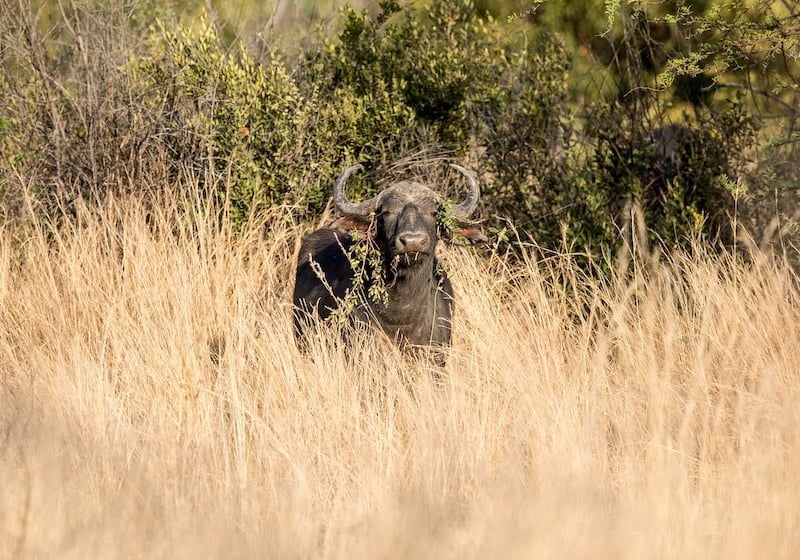 Pilanesberg National Park