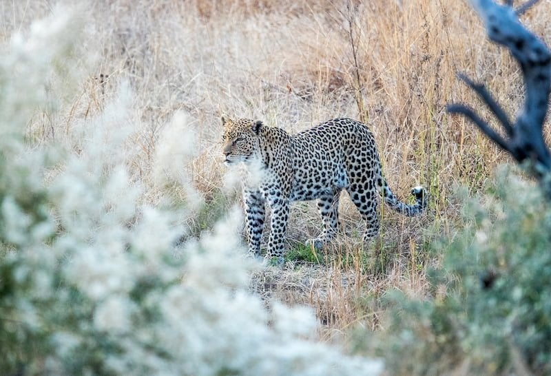 Pilanesberg National Park