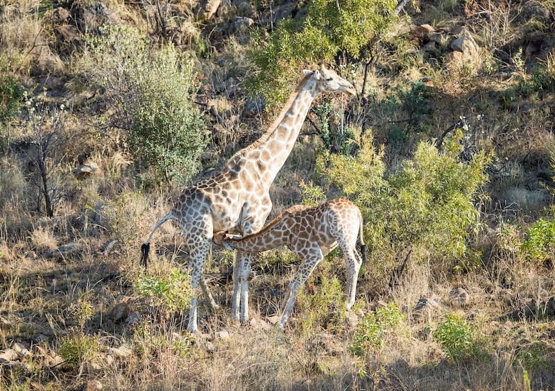 Pilanesberg National Park