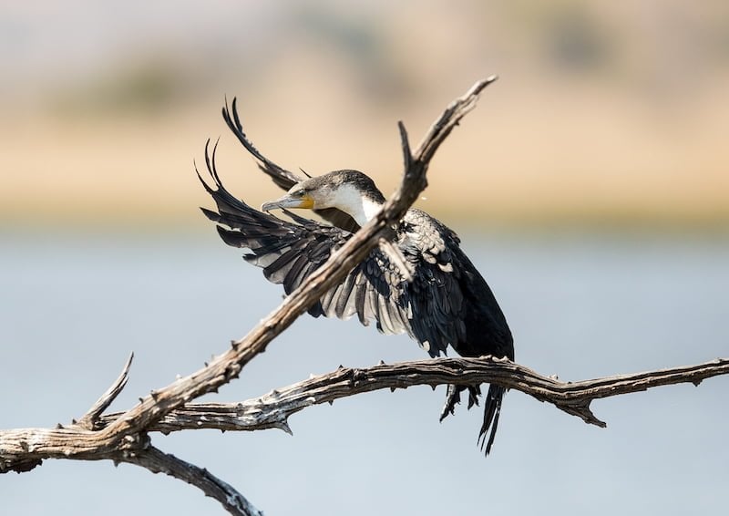 Pilanesberg National Park