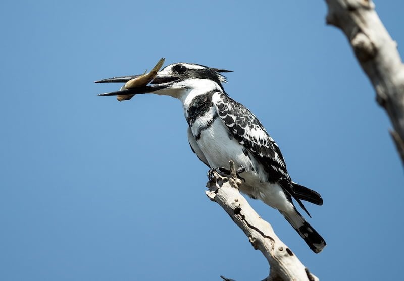 Pilanesberg National Park