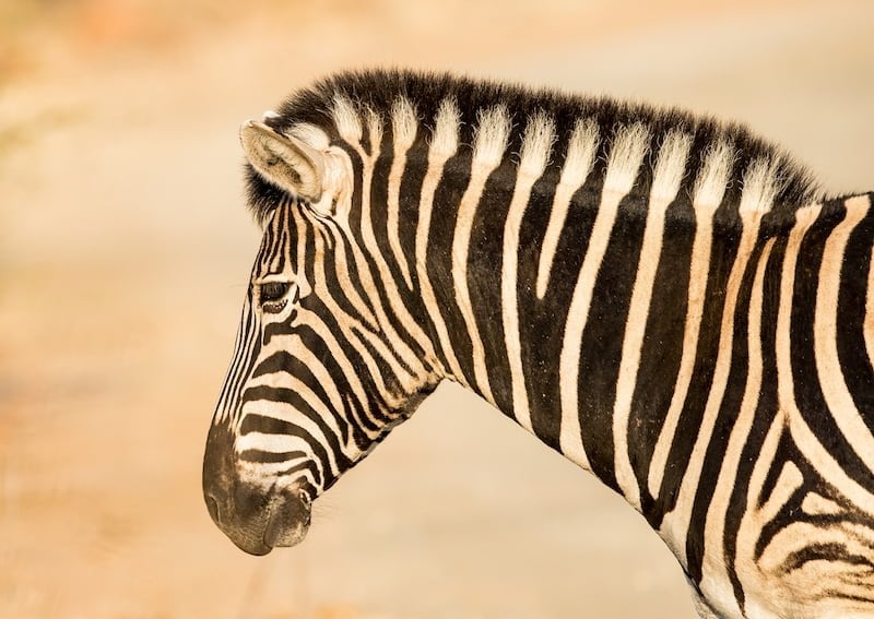 Pilanesberg National Park