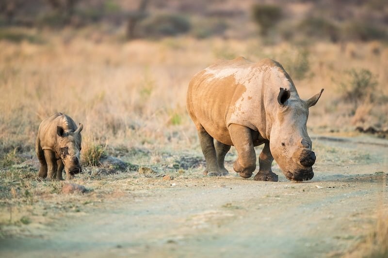 Pilanesberg National Park