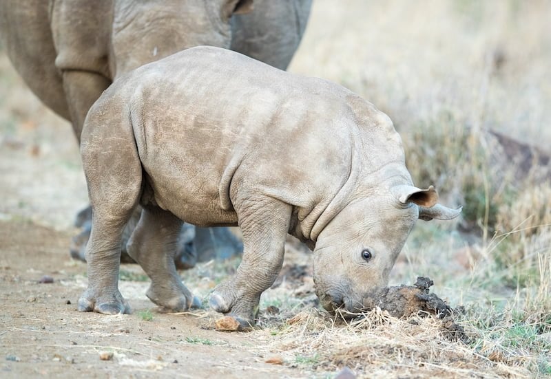 Pilanesberg National Park